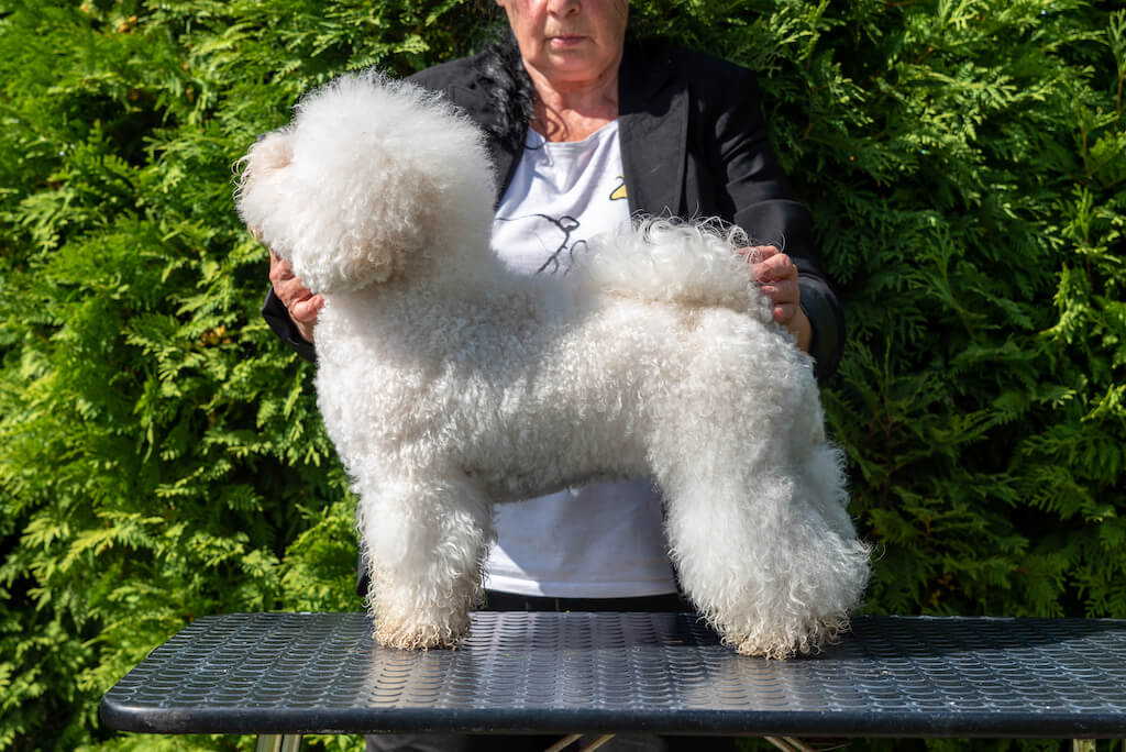 Dolce Little Friend Galatea Olympia